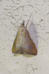 Hyperlais siccalis