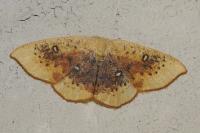 Cyclophora lennigiaria
