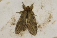 Peridea anceps