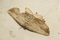 Menophra abruptaria