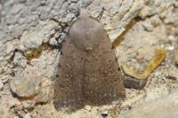 Caradrina flavirena/noctivaga