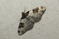 Xanthorhoe fluctuata