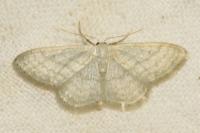 Idaea subsericeata