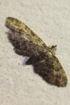Eupithecia