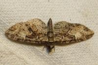 Eupithecia