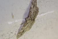 Peribatodes rhomboidaria rhomboidaria