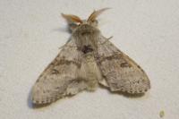 Calliteara pudibunda