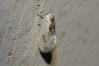 Cilix glaucata