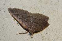 Aleucis distinctata