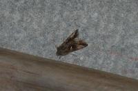 Autographa gamma