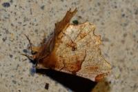 Selenia lunularia