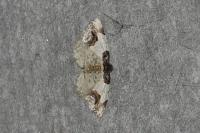 Ligdia adustata