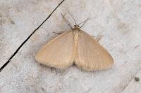 Minoa murinata