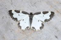 Lomaspilis marginata