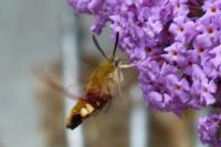Hemaris fuciformis