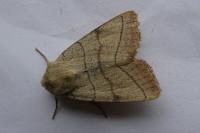 Charanyca trigrammica