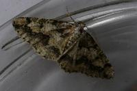 Cleorodes lichenaria