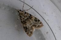 Eudonia delunella