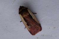 Ochropleura plecta