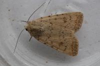Caradrina clavipalpis