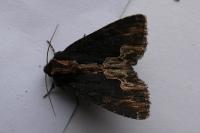Dypterygia scabriuscula