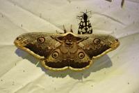 Saturnia pyri
