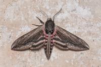 Sphinx ligustri