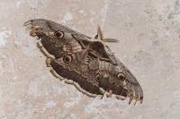 Saturnia pyri