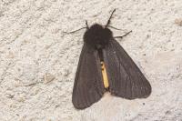 Epatolmis luctifera