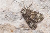 Craniophora ligustri