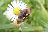 Panemeria tenebrata