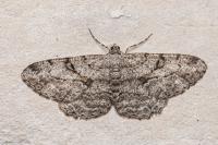 Peribatodes rhomboidaria rhomboidaria