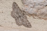 Hypomecis punctinalis