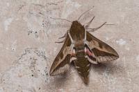 Hyles euphorbiae