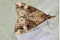 Hypena obsitalis