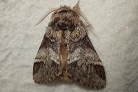 Drymonia dodonaea