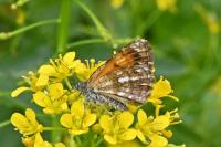 Isturgia famula
