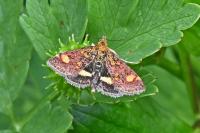 Pyrausta aurata