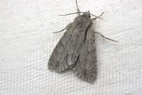 Acronicta psi/tridens