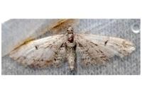 Eupithecia oxycedrata