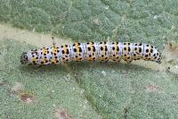 Cucullia verbasci