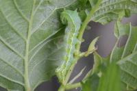 Cosmia affinis