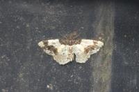 Ligdia adustata
