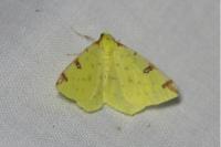 Opisthograptis luteolata