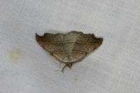 Laspeyria flexula