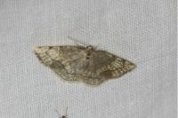 Stegania trimaculata