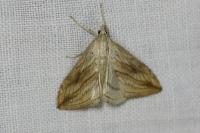 Evergestis forficalis