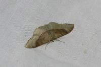 Idaea degeneraria