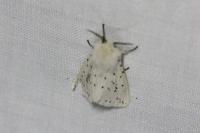 Spilosoma lubricipeda