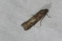 Phycita roborella